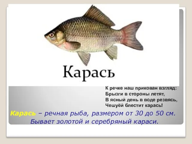 Карась – речная рыба, размером от 30 до 50 см.