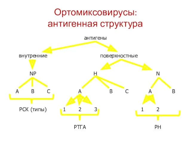 Ортомиксовирусы: антигенная структура