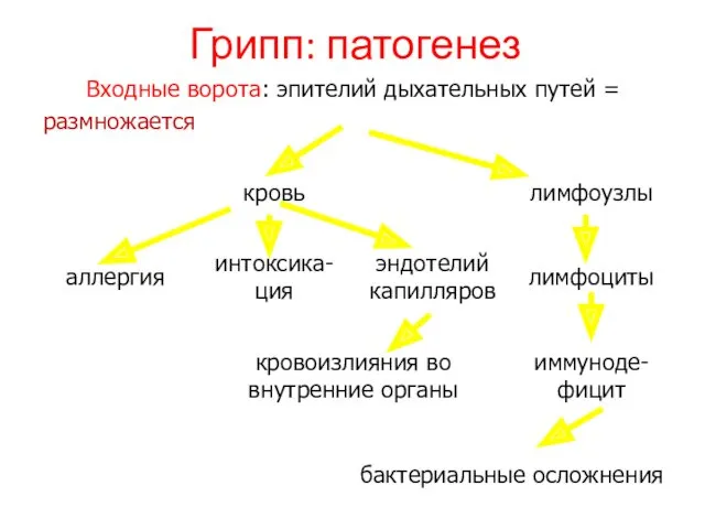 Грипп: патогенез