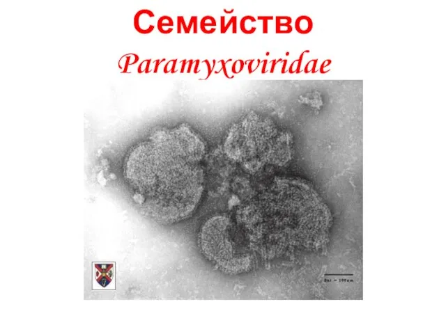 Семейство Paramyxoviridae