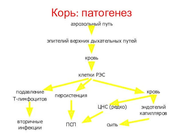 Корь: патогенез