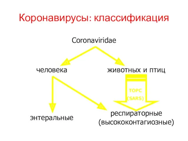 Коронавирусы: классификация ТОРС (SARS)