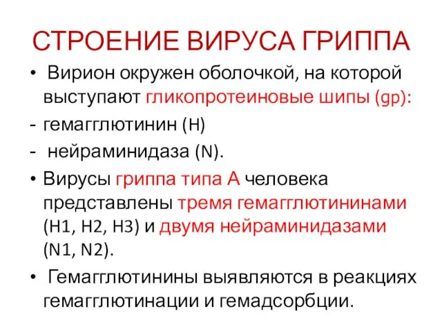 СТРОЕНИЕ ВИРУСА ГРИППА Вирион окружен оболочкой, на которой выступают гликопротеиновые