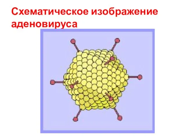 Схематическое изображение аденовируса