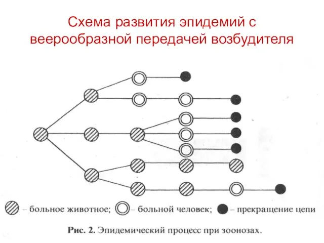 Схема развития эпидемий с веерообразной передачей возбудителя