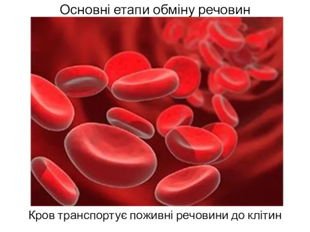 Основні етапи обміну речовин Кров транспортує поживні речовини до клітин