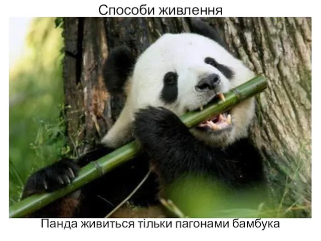 Способи живлення Панда живиться тільки пагонами бамбука
