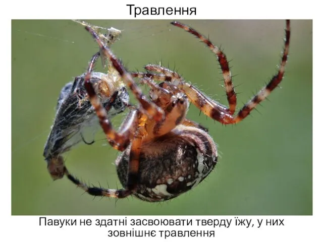 Травлення Павуки не здатні засвоювати тверду їжу, у них зовнішнє травлення