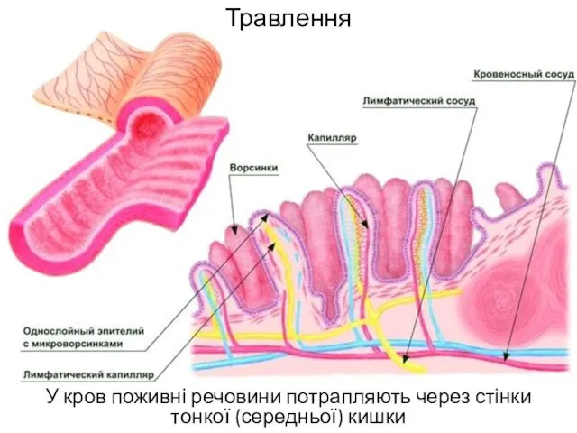 Травлення У кров поживні речовини потрапляють через стінки тонкої (середньої) кишки