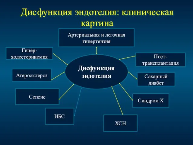 Дисфункция эндотелия: клиническая картина Артериальная и легочная гипертензия Дисфункция эндотелия