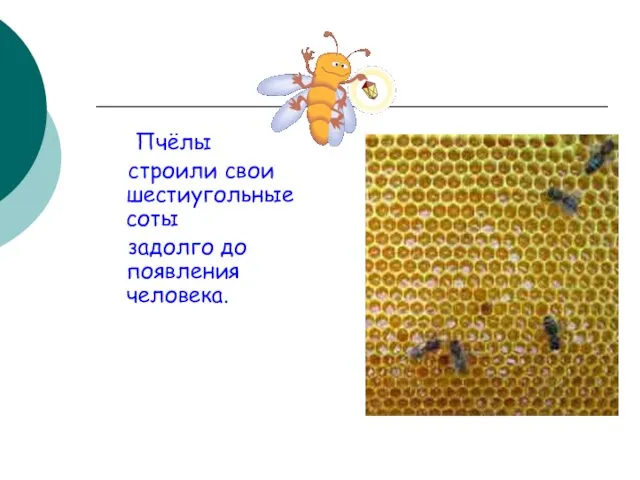 Пчёлы строили свои шестиугольные соты задолго до появления человека.