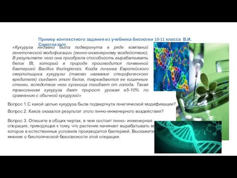 «Кукуруза недавно была подвергнута в ряде компаний генетической модификации (генно-инженерному