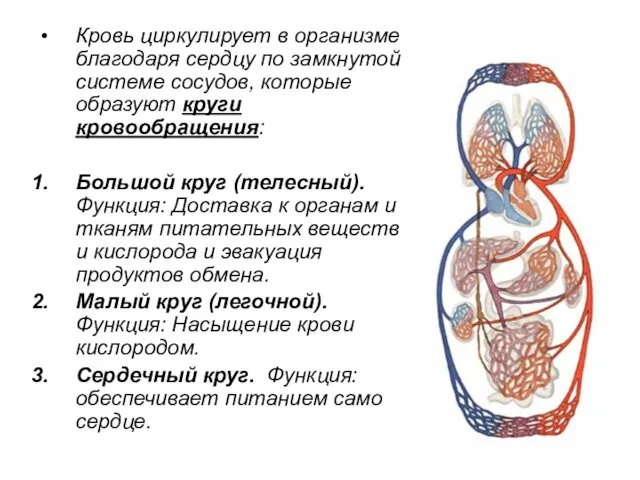 Кровь циркулирует в организме благодаря сердцу по замкнутой системе сосудов,