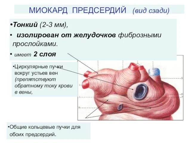 МИОКАРД ПРЕДСЕРДИЙ (вид сзади) Тонкий (2-3 мм), изолирован от желудочков