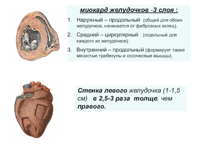 Стенка левого желудочка (1-1,5 см) в 2,5-3 раза толще, чем