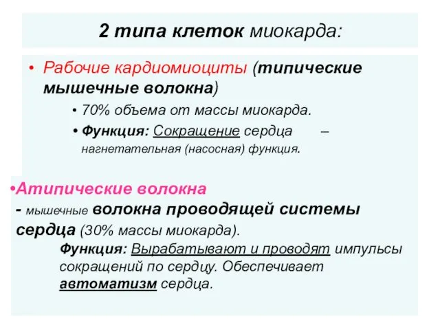 2 типа клеток миокарда: Рабочие кардиомиоциты (типические мышечные волокна) 70%