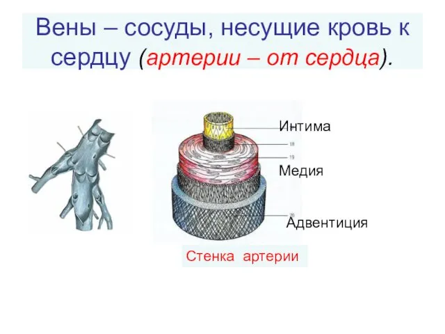 Вены – сосуды, несущие кровь к сердцу (артерии – от сердца). Адвентиция Интима Медия Стенка артерии