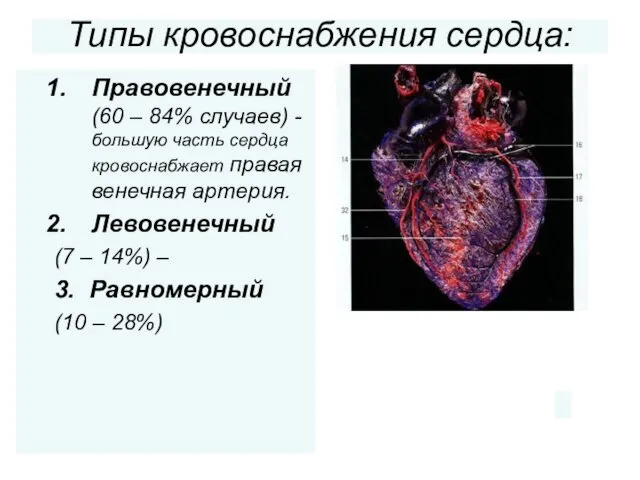 Типы кровоснабжения сердца: Правовенечный (60 – 84% случаев) -большую часть