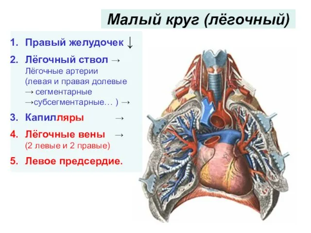 Малый круг (лёгочный) Правый желудочек ↓ Лёгочный ствол → Лёгочные