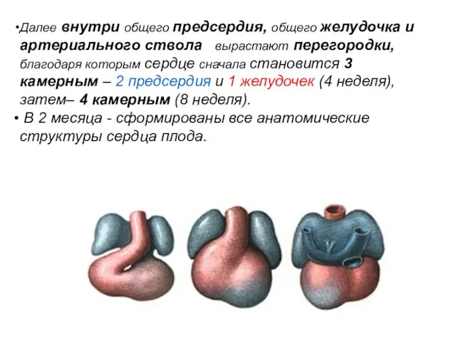 Далее внутри общего предсердия, общего желудочка и артериального ствола вырастают