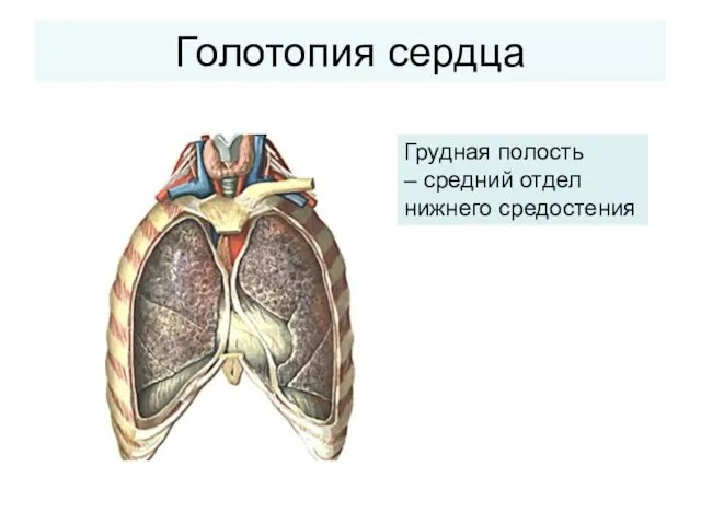 Голотопия сердца Грудная полость – средний отдел нижнего средостения