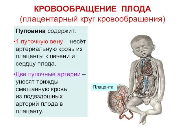 КРОВООБРАЩЕНИЕ ПЛОДА (плацентарный круг кровообращения) Плацента Пуповина содержит: 1 пупочную