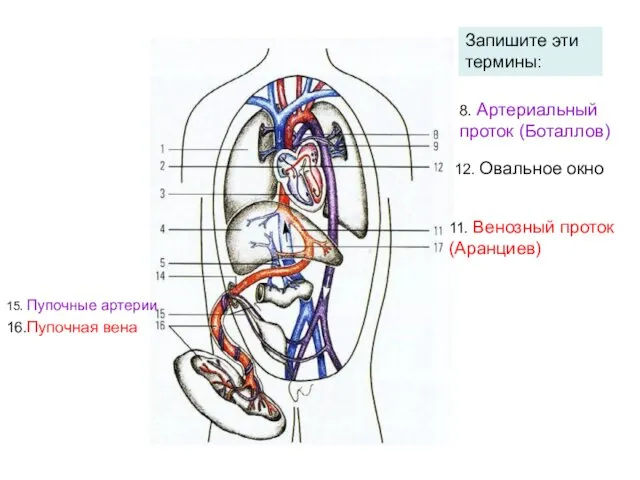 11. Венозный проток (Аранциев) 16.Пупочная вена 8. Артериальный проток (Боталлов)