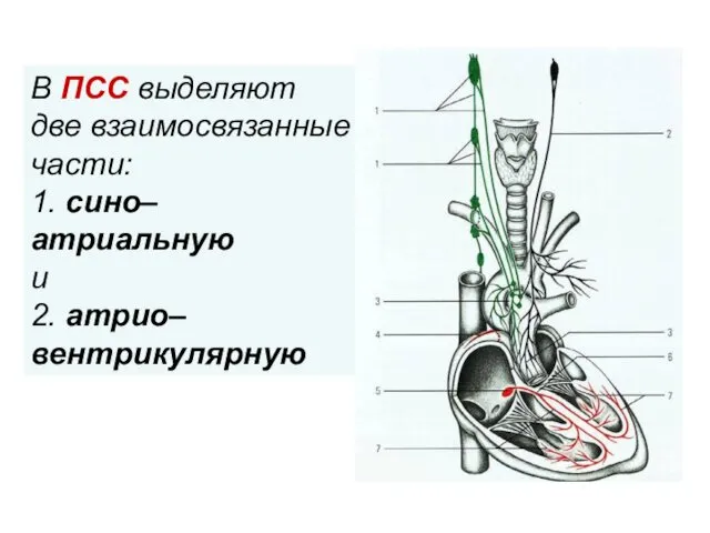 . В ПСС выделяют две взаимосвязанные части: 1. сино–атриальную и 2. атрио–вентрикулярную