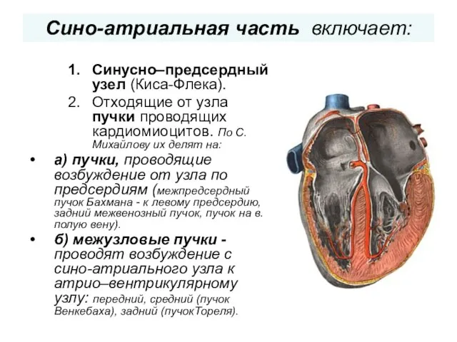 Сино-атриальная часть включает: Синусно–предсердный узел (Киса-Флека). Отходящие от узла пучки