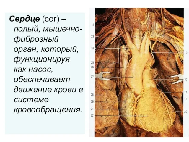 Сердце (cor) – полый, мышечно-фиброзный орган, который, функционируя как насос, обеспечивает движение крови в системе кровообращения.