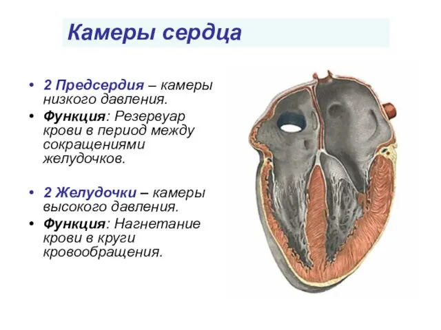 2 Предсердия – камеры низкого давления. Функция: Резервуар крови в