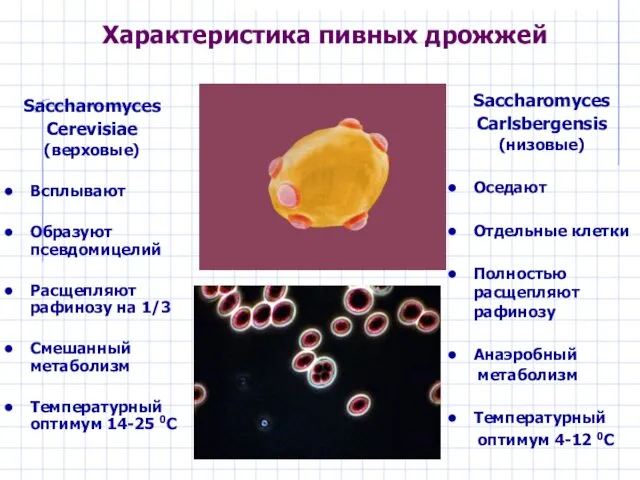 Характеристика пивных дрожжей Saccharomyces Cerevisiae (верховые) Всплывают Образуют псевдомицелий Расщепляют рафинозу на 1/3