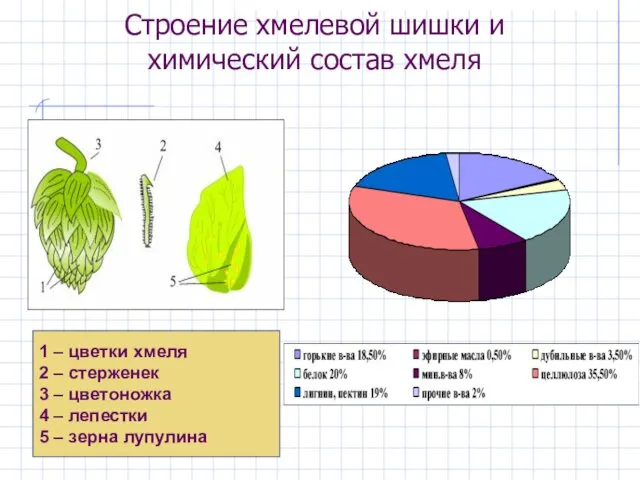 Строение хмелевой шишки и химический состав хмеля 1 – цветки хмеля 2 –