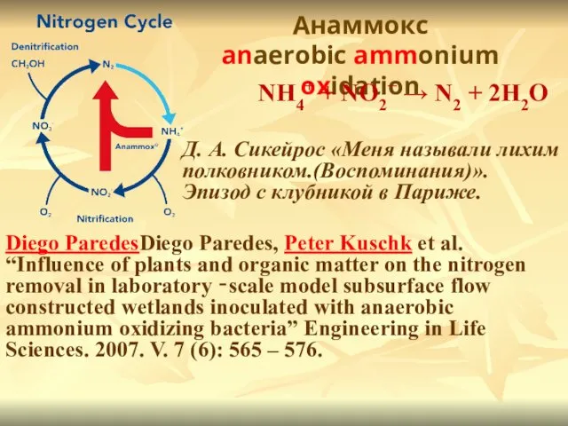 Анаммокс anaerobic ammonium oxidation NH4+ + NO2− → N2 +