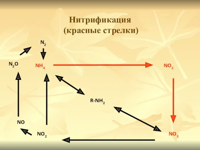 Нитрификация (красные стрелки) R-NH2 NH4 NO2 NO3 NO2 NO N2O N2