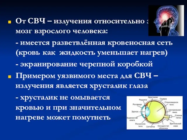 От СВЧ – излучения относительно защищён мозг взрослого человека: -