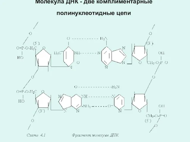 Молекула ДНК - две комплиментарные полинуклеотидные цепи