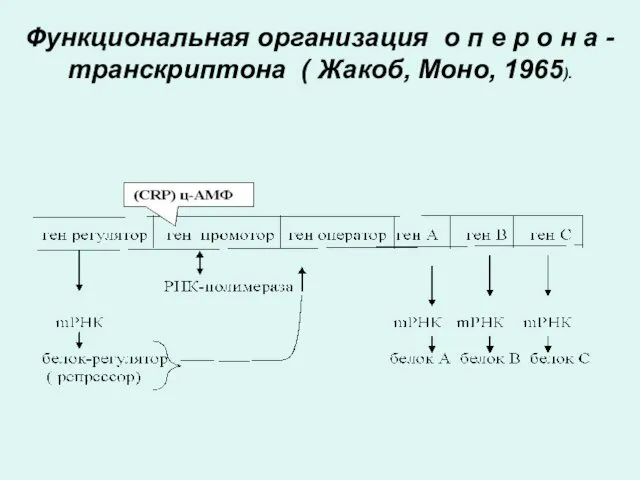 Функциональная организация о п е р о н а - транскриптона ( Жакоб, Моно, 1965).