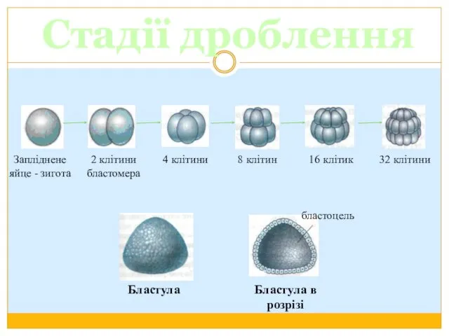 Стадії дроблення Запліднене яйце - зигота 2 клітини бластомера 4 клітини 8 клітин