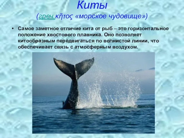 Киты́ (греч.κῆτος «морское чудовище») Самое заметное отличие кита от рыб