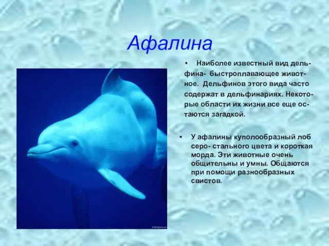 Афалина Наиболее известный вид дель- фина- быстроплавающее живот- ное. Дельфинов