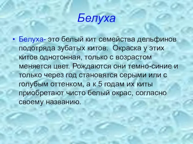 Белуха Белуха- это белый кит семейства дельфинов подотряда зубатых китов.