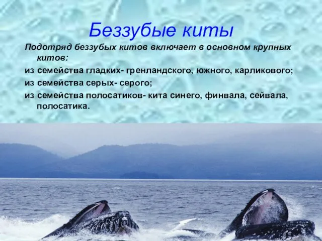Беззубые киты Подотряд беззубых китов включает в основном крупных китов: