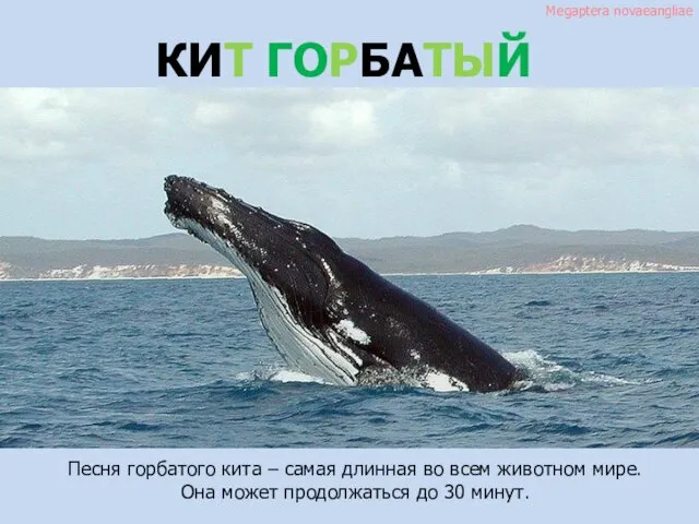 Megaptera novaeangliae КИТ ГОРБАТЫЙ Песня горбатого кита – самая длинная