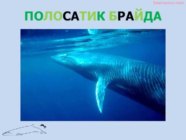 ПОЛОСАТИК БРАЙДА Balaenoptera edeni