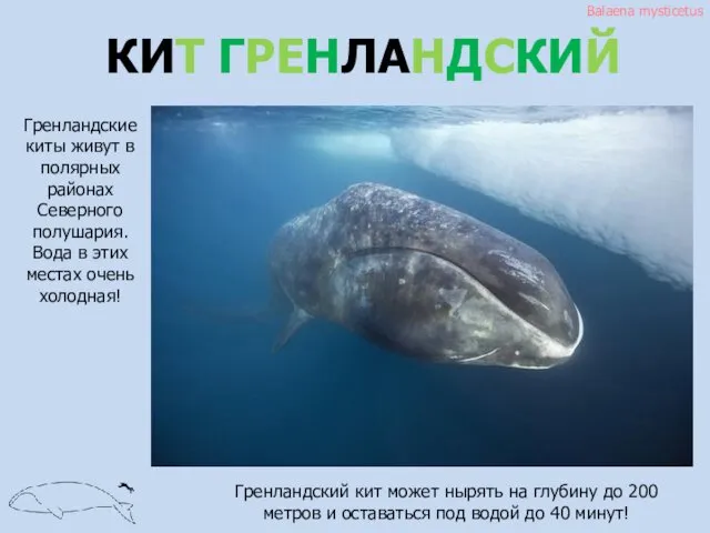 КИТ ГРЕНЛАНДСКИЙ Balaena mysticetus Гренландские киты живут в полярных районах