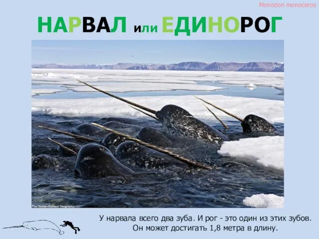 Monodon monoceros НАРВАЛ или ЕДИНОРОГ У нарвала всего два зуба.