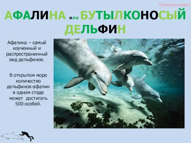 АФАЛИНА или БУТЫЛКОНОСЫЙ ДЕЛЬФИН Tursiops truncatus Афалина – самый изученный