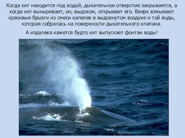 Когда кит находится под водой, дыхательное отверстие закрывается, а когда