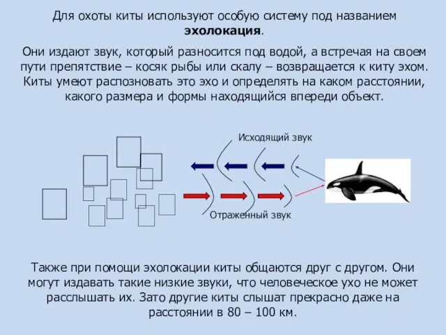 Для охоты киты используют особую систему под названием эхолокация. Они